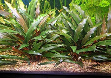Cryptocoryne Wendtii Tropica akváriumi növény