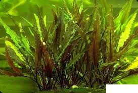 Cryptocoryne undulata akváriumi növény