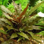 Cryptocoryne wendtii brown akváriumi növény