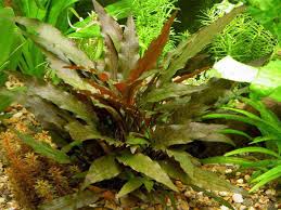 Cryptocoryne wendtii brown akváriumi növény