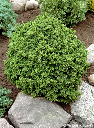 Cryptomeria japonica 'Vilmoriana' -