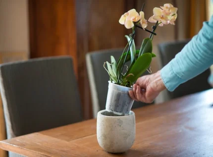 Cserép átlátszó  átm. 13cm