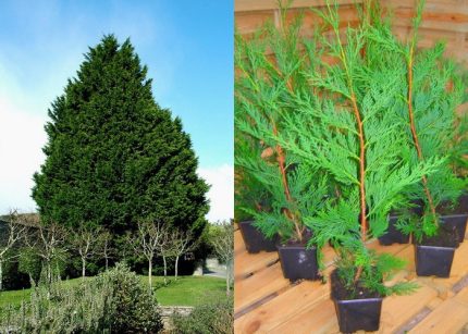 Cupressocyparis leylandii - Leyland ciprus