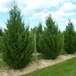 Cupressocyparis leylandii '2001' - Oszlopos leyland ciprus