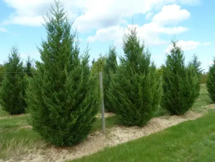 Cupressocyparis leylandii '2001' - Oszlopos leyland ciprus