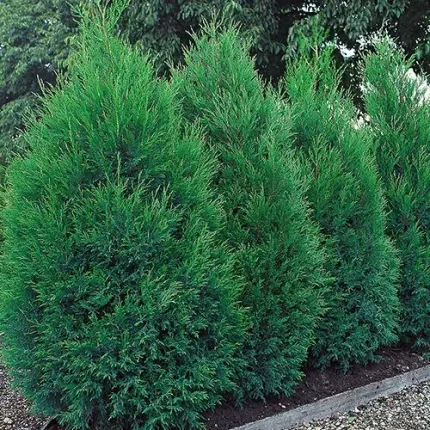 Cupressocyparis leylandii 'Blue Jeans' ® - Kékes lombú oszlopos leyland ciprus
