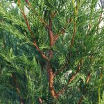 Cupressocyparis leylandii 'Tweeduizendéén' - Leyland ciprus