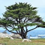 Cupressus macrocarpa - Montereyi ciprus