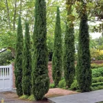 Cupressus sempervirens - Valódi ciprus