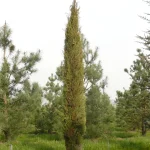 Cupressus sempervirens 'Stricta' -