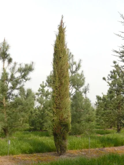 Cupressus sempervirens 'Stricta' -