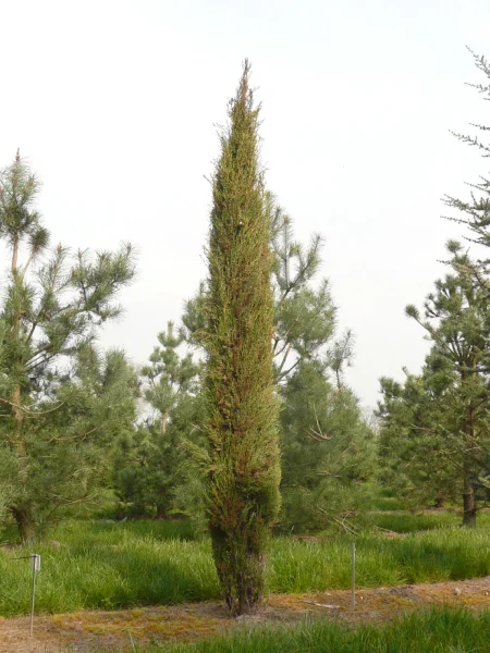 Cupressus_sempervirens_Stricta Cupressus sempervirens 'Stricta' -