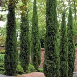 Cupressus sempervirens 'Totem' - Oszlopos európai ciprus