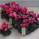 Cyclamen KL SMARTIZ FANT