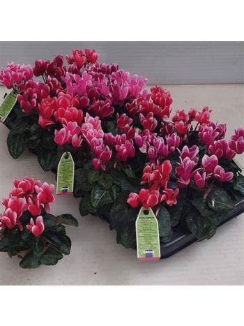 Cyclamen KL SMARTIZ FANT