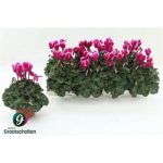 Cyclamen KL SUP FUJI