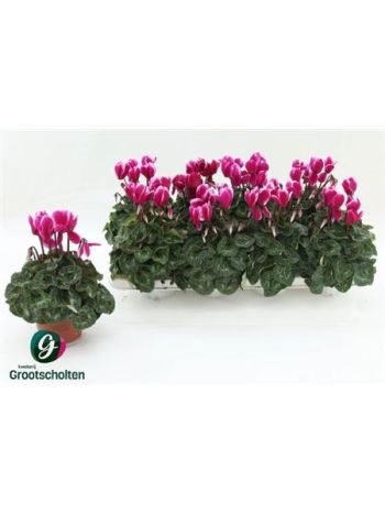 Cyclamen KL SUP FUJI
