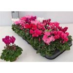 Cyclamen KL SUP MICRO