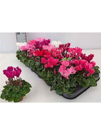 Cyclamen KL SUP MICRO