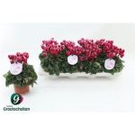 Cyclamen KL SUP OD F RED