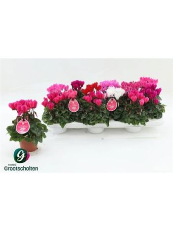 Cyclamen KL SUP VERANO