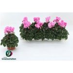 Cyclamen MD SUP ALLURE MAGENTA BICOLOR