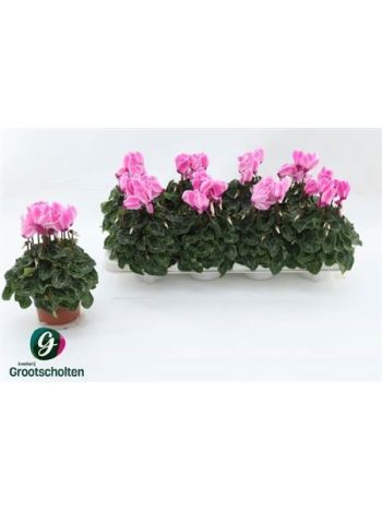 Cyclamen MD SUP ALLURE MAGENTA BICOLOR