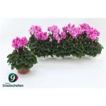 Cyclamen MD SUP ALLURE PINK BICOLOR