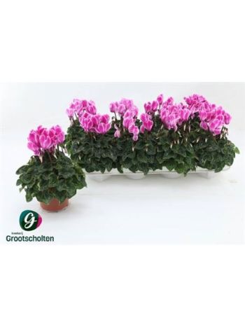 Cyclamen MD SUP ALLURE PINK BICOLOR
