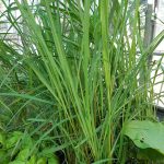 Cymbopogon citratus (Indiai citromfű)