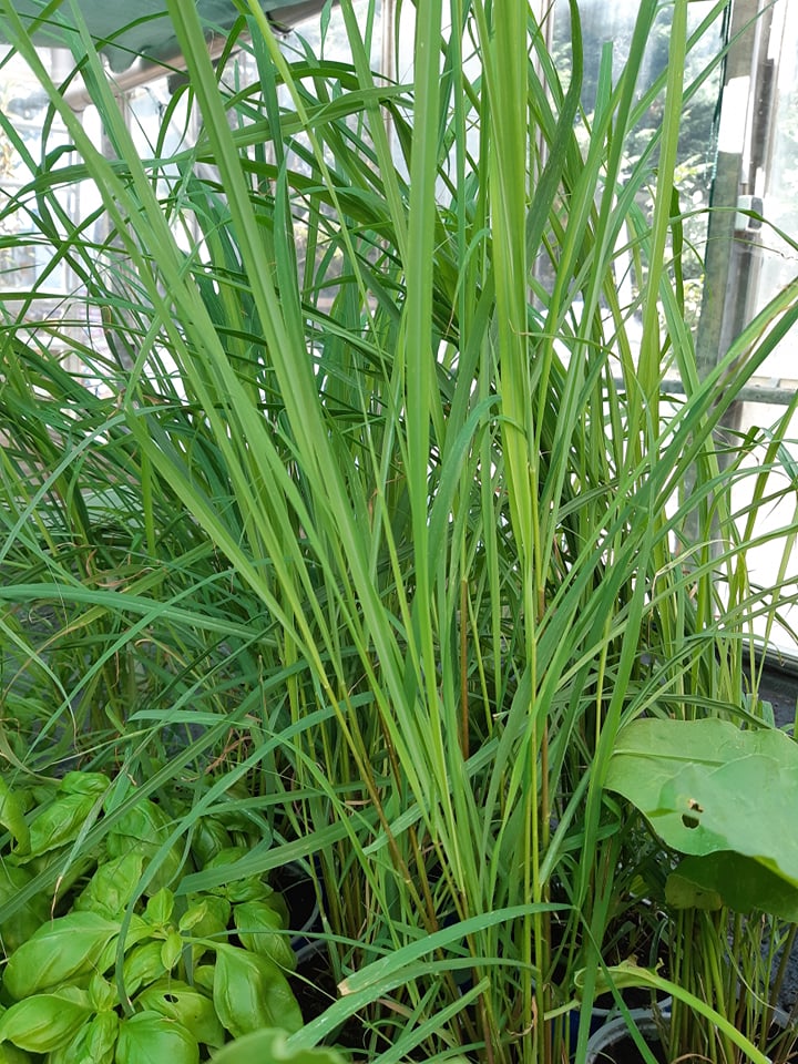 Cymbopogon_citratus_Indiai_citromfu_-_14_centis_cserepben Cymbopogon citratus (Indiai citromfű)