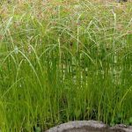 Cyperus longus (Hosszú vízipálma)