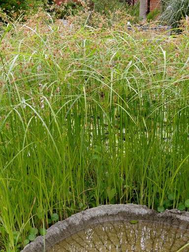 Cyperus_longus_Hosszu_vizipalma_-_15_centis_cserepben Cyperus longus (Hosszú vízipálma)