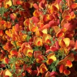 Cytisus scoparius lena-Zanót narancssárga