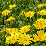 Delosperma nubigenum (Sárga délvirág)