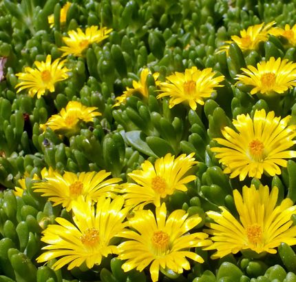Delosperma nubigenum (Sárga délvirág)