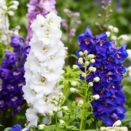 Delphinium  'Casablanca' (Sarkantyúfű)