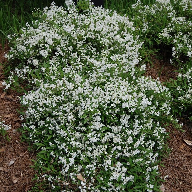 Deutzia_gracilis Deutzia gracilis