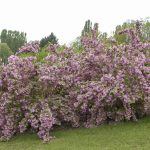 Deutzia purpurascens 'Kalmiiflora' - Rózsaszín virágú gyöngyvirágcserje