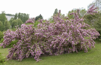 Deutzia purpurascens 'Kalmiiflora' - Rózsaszín virágú gyöngyvirágcserje
