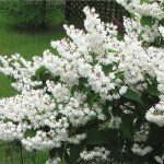 Deutzia scabra - Fehér virágú gyöngyvirágcserje