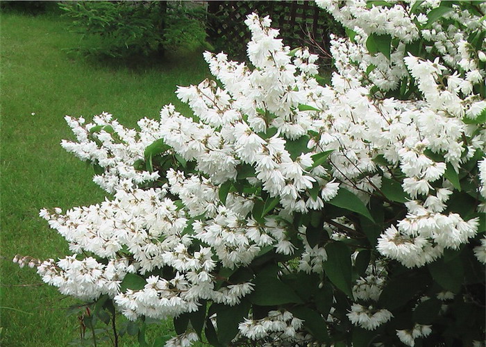 Deutzia_scabra_-_Feher_viragu_gyongyviragcserje Deutzia scabra - Fehér virágú gyöngyvirágcserje