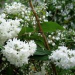 Deutzia scabra 'Candidissima' - Fehér virágú gyöngyvirágcserje