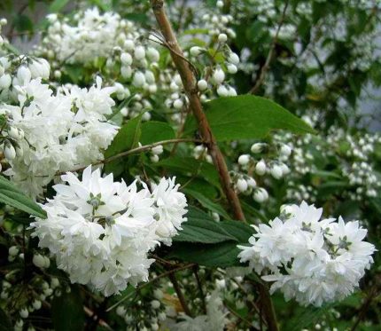 Deutzia scabra 'Candidissima' - Fehér virágú gyöngyvirágcserje