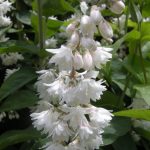 Deutzia scabra 'Plena' -