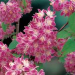 Deutzia scabra Strawberry Pink
