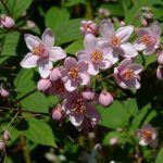 Deutzia x hybrida 'Mont Rose' - Rózsaszín virágú gyöngyvirágcserje
