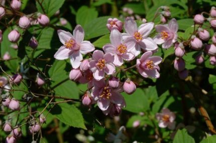 Deutzia x hybrida 'Mont Rose' - Rózsaszín virágú gyöngyvirágcserje
