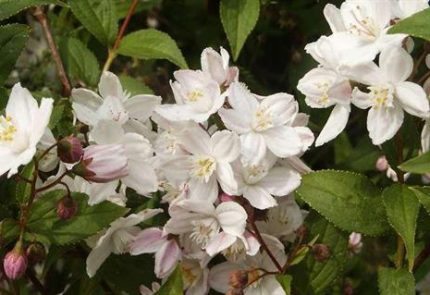 Deutzia x rosea 'Campanulata' - Harangvirágú gyöngyvirágcserje