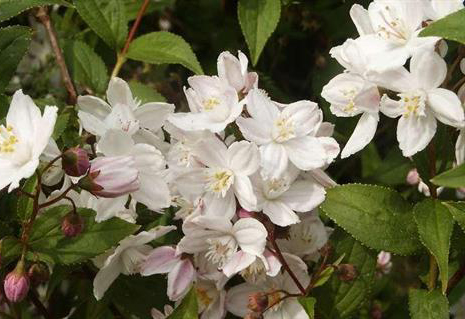 Deutzia_x_rosea_Campanulata_-_Harangviragu_gyongyviragcserje Deutzia x rosea 'Campanulata' - Harangvirágú gyöngyvirágcserje